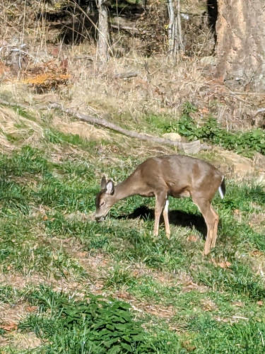Orcas Island Deer 11