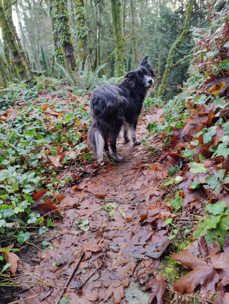Bainbridge Island Smudge