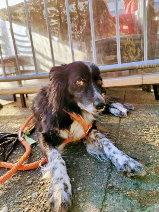 Bainbridge Island Smudge