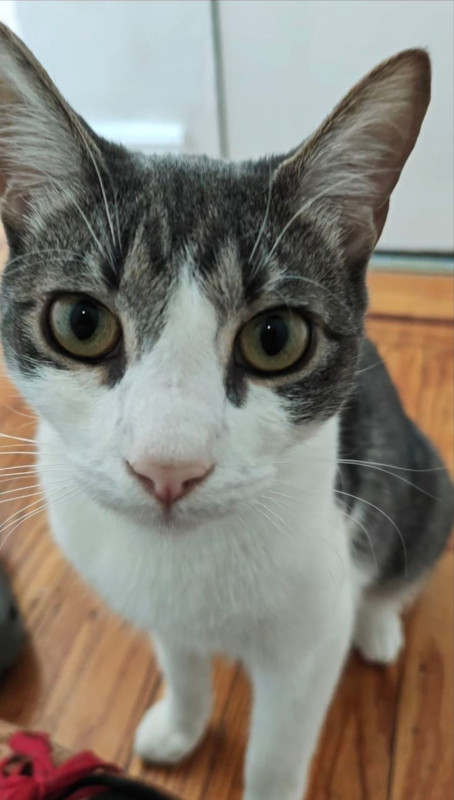 NYC Brooklyn Garbanzo