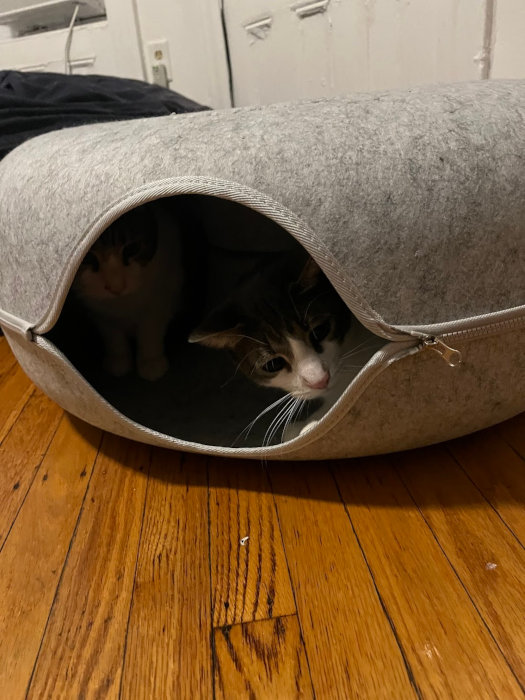 Cat Tunnel 06-Jan-2025