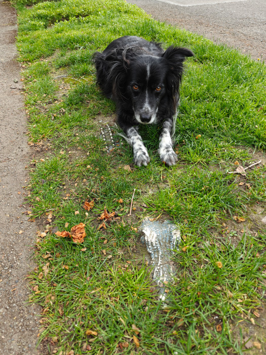 Smudge Grass Gator 16-Apr-2024