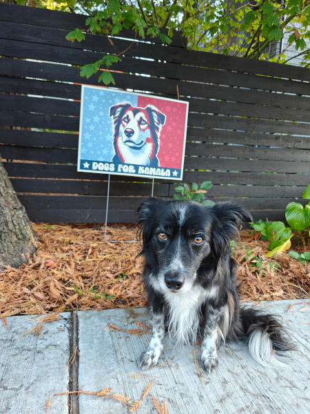Smudge for Kamala 27-Sep-2024