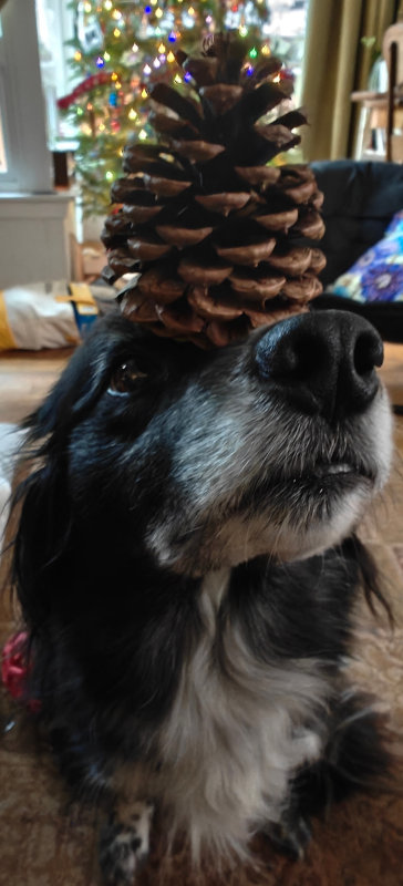 Smudge Pinecone 30-Dec-2024