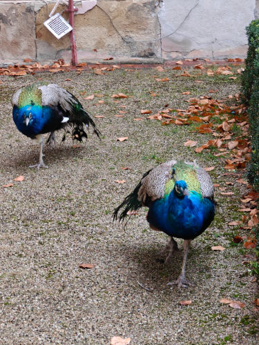Prague 141916 Peacocks 08-Dec-2024
