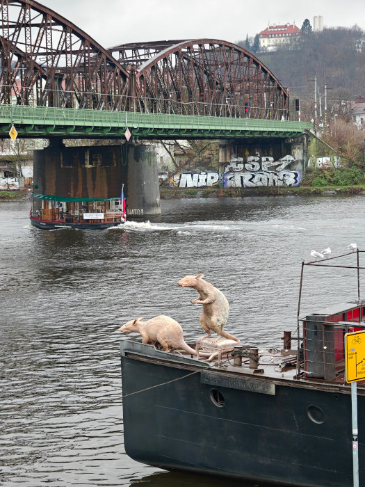 Prague 144647 Rats 08-Dec-2024