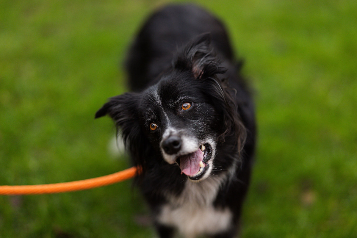 Smudge 26-Dec-2024 3331 Smudge