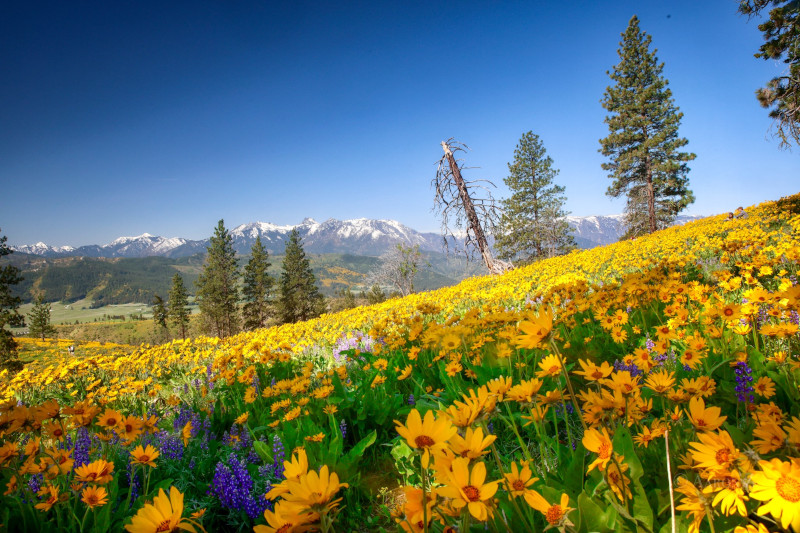 AZheng Spring Meadow