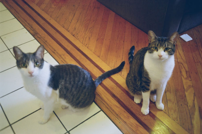 NYC Biscuit and Garbanzo