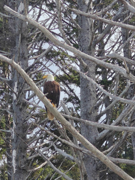 Rialto Beach Bald Eagle